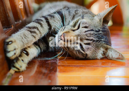 Thai cat, lovely animal at home in Thailand. Stock Photo