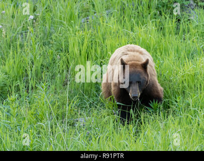 Cinnamon Colored Black Bear in Summer Field Stock Photo