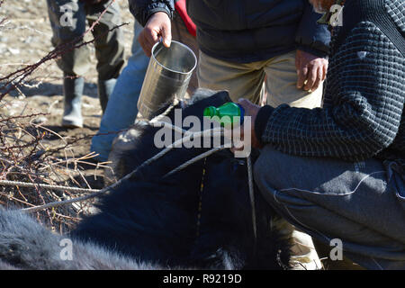 A close up of a yak which is being slaughtered for food. With a man giving it holy water to ease its suffering, Manang, Nepal. Stock Photo