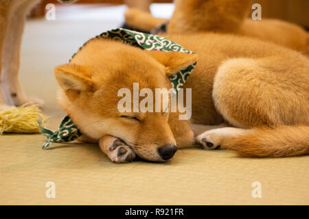 Let sleeping dogs lie Stock Photo