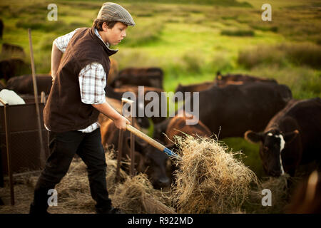 Teenage boy giving hay to a herd of cattle with a pitchfork while standing on the back of a truck. Stock Photo