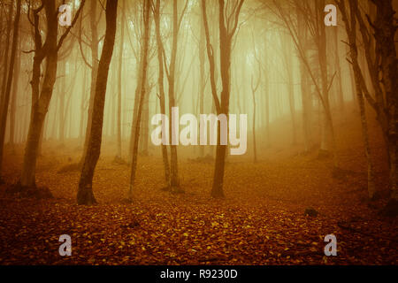 Spooky forest in the national park of foreste casentinesi Stock Photo