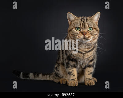 Handsome young adult black tabby American Shorthair cat sitting facing front. Looking straight at lens with yellow / green eyes. Isolated on a black b Stock Photo