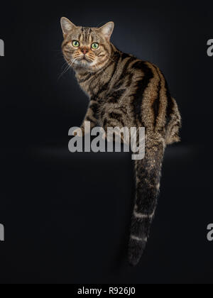 Handsome young adult black tabby American Shorthair cat sitting backwards. Looking over shoulder straight at lens with yellow / green eyes. Isolated o Stock Photo