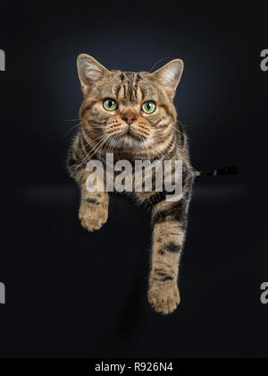 Handsome young adult black tabby American Shorthair cat laying down with paws hanging down from edge. Looking straight at lens with yellow / green eye Stock Photo