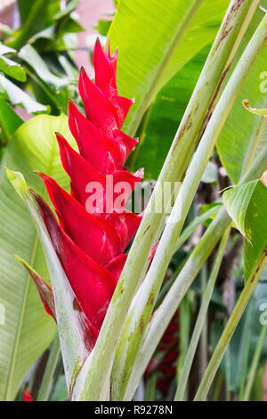 Alpinia purpurata, red ginger, also called ostrich plume and pink cone ginger, are native Malaysian plants with showy flowers on long brightly colored Stock Photo