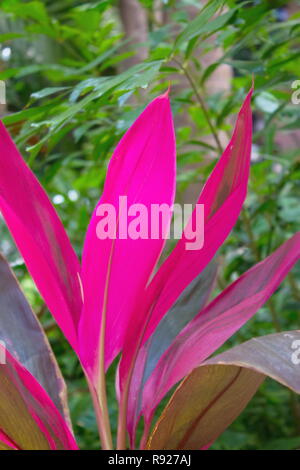 Close up image of Hawaiian Ti plant leaves Cordyline fruticosa Stock Photo