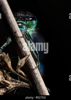 Out of the Dark. A Blue-tailed Damselfly (Ischnura elegans) appearing out of the darkness Stock Photo