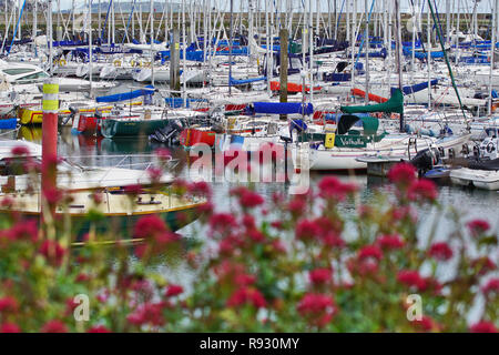 red flowers in front of sailors at the harbor of Howth - Ireland Stock Photo