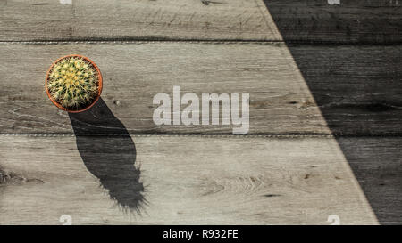 Tabletop view, small cactus in pot and gray wood desk, morning sun casting long shadows. Space for text on right. Stock Photo