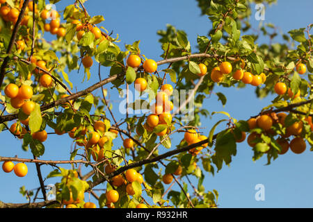 Yellow mirabell plums (cherry prune) on tree branches, lit by afternoon sun.