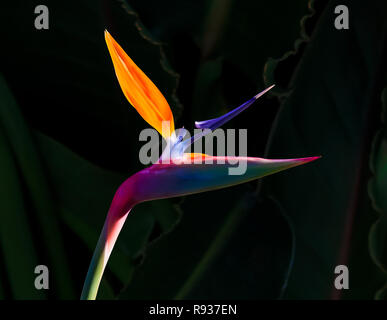 bird of paradise flower back lit with vivid colors closeup isolated against a dark green leaf background Stock Photo