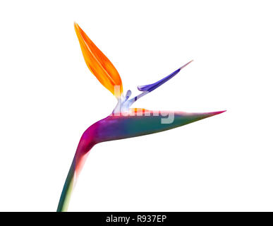 bird of paradise flower back lit closeup isolated on a white background