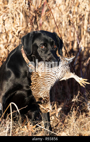 A Black lab hunting dog with a Greater Prairie Chicken in Kansas Stock Photo