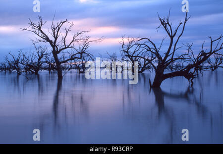 DROWNED BLACK BOX TREES, LAKE CAWNDILLA, ONE OF THE FOUR LAKES WHICH MAKE UP THE MENINDEE LAKES SYSTEM, NSW, AUSTRALIA Stock Photo