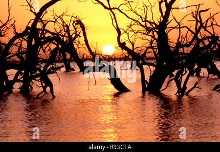 DROWNED BLACK BOX TREES, LAKE CAWNDILLA, ONE OF THE FOUR LAKES WHICH MAKE UP THE MENINDEE LAKES SYSTEM, NSW, AUSTRALIA Stock Photo