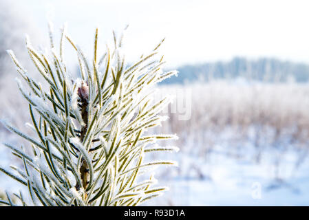 pine branches in the frost , frozen needles Stock Photo