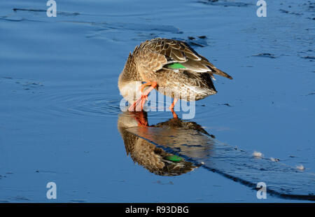 Northern Shoveler duck or Anas clypeata hen preening feathers while standing on water covered ice Stock Photo