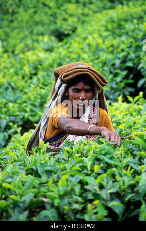 Women working in Fields, Munnar, Kerala, India Stock Photo