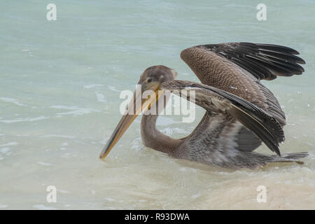 Pelican - brown pelican Pelecanus occidentalis / Pelecanidae water bird w/ large beak - throat pouch in Aruba / Caribbean island - coastal sea bird Stock Photo