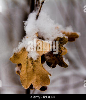 Frozen dry oak leaves covered with fluffy snow Stock Photo