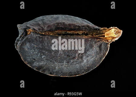 Smyrnium olusatrum, Alexanders, Gelbdolde, seed, close up, seed size 5-8 mm Stock Photo