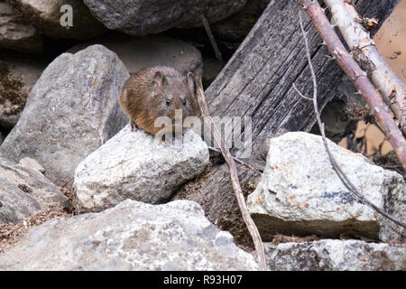brown rat (Rattus norvegicus), also known as the common rat, in Nepal Stock Photo