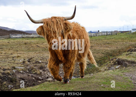 Peninsula of Applecross, Scotland. A Highland Cow grazing amongst the ...