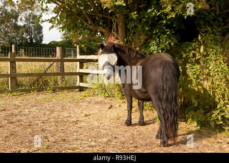 A horse wearing a mesh fly mask to protect against flies Stock Photo