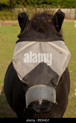 A pony wearing a fly mask to protect eyes and ears from insects Stock Photo