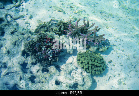 Corals, Kalpeni Island, Lakshadweep, India Stock Photo