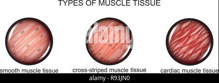 vector illustration of types of muscle tissue Stock Vector