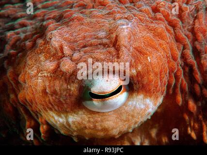 Eye of a Giant Pacific octopus or North Pacific giant octopus (Enteroctopus dofleini), Japan Sea, Primorsky Krai