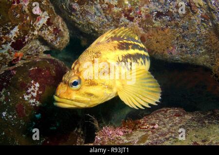 Yellow Rockfish or Three-stripe Rockfish (Sebastes trivittatus), Sea of Japan, Far East, Primorsky Krai, Russian Federation Stock Photo