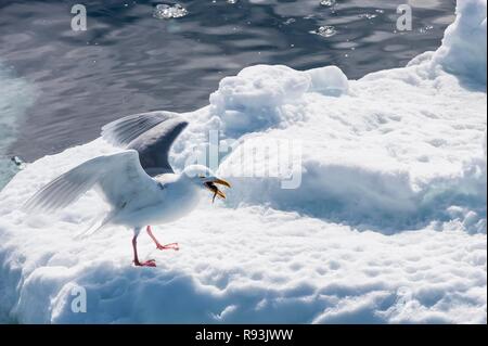 Glaucous Gulls (Larus hyperboreus) with a fish in the beak, Olgastretet, Edge Island, Svalbard Archipelago, Arctic Norway Stock Photo