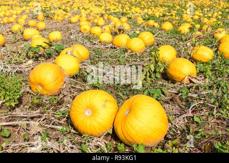Ripe pumpkins lie on the field, Baden-Württemberg, Germany Stock Photo