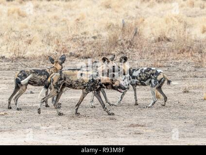 Members of a pack of African wild dogs (Lycaon pictus), socialising, South Luangwa National Park, Zambia Stock Photo