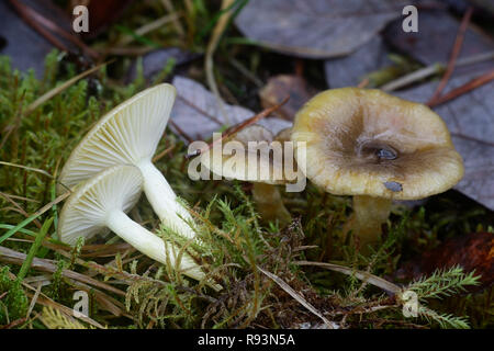Hygrophorus hypothejus, commonly known as herald of the winter, an edible mushroom from Finland Stock Photo