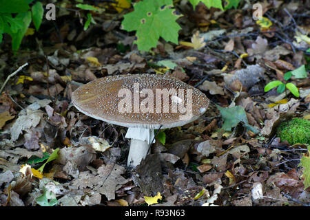 Amanita rubescens, blusher mushroom Stock Photo