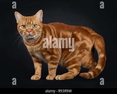 Adorable young adult red tabby American Shorthair cat, standing side ways. Looking at lens with yellow / green eyes. Isolated on a black background. Stock Photo