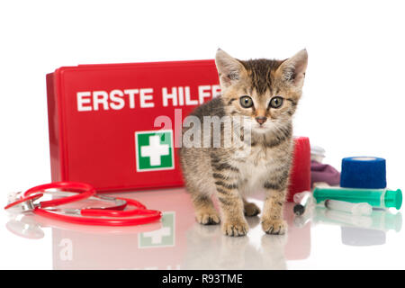 Little kitten with first aid kit Stock Photo