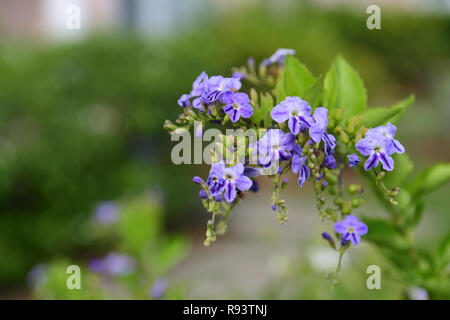 Close up of duranta erecta flowers in bloom Stock Photo