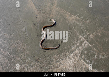 Asian swamp eel on the sea beach at Cox's Bazar. Bangladesh Stock Photo