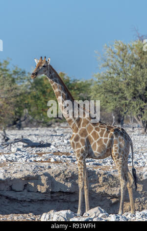 Namibian giraffe (Giraffa camelopardalis angolensis) at watering hole in Namibia, Africa