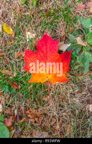 Brilliant maple tree leaf on a grassy ground Stock Photo