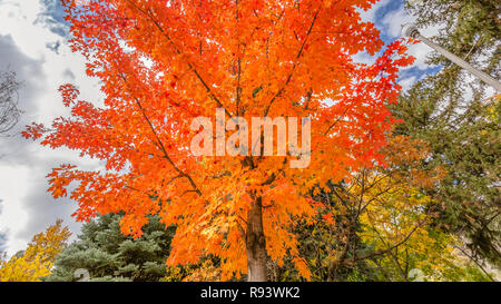 Colorful maple tree against bright sky with clouds Stock Photo