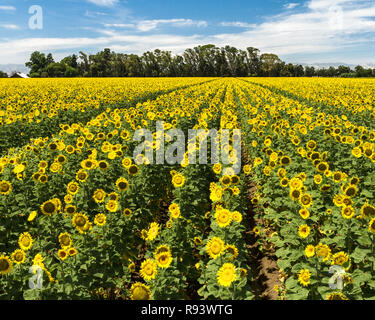 Sunflower Field in Northern California Stock Photo - Alamy