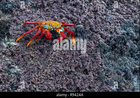 Sally Lightfoot Crab (Grapsus grapsus) walking over dark volcanic soil, Marsh crabs family (Grapsidae), Isabela Island, Galapagos Islands, Ecuador Stock Photo