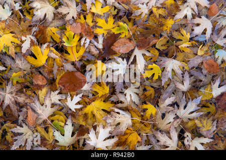 Maple (lat. Acer) autumn foliage, leaves.  Ahorn (lat. Acer) Herbstlaub, Blaetter.