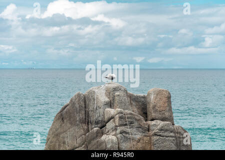 2018, october. Florianopolis, Brazil.Lonely gull stood up on a stone, on a rocky region, in Campeche. Stock Photo